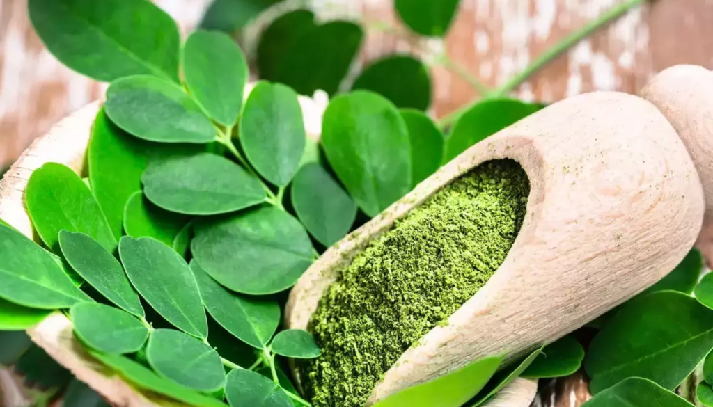 superfood masa depan moringa